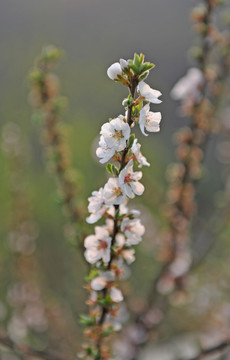 花卉