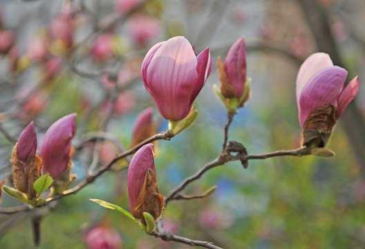 花卉