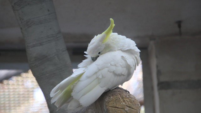 葵花凤头鹦鹉