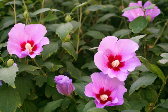 木槿花卉特写