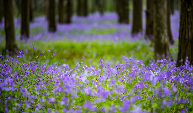 格桑花