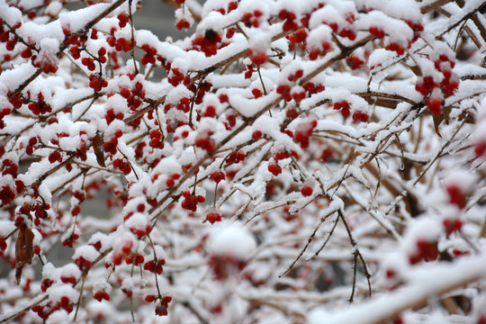 冬雪