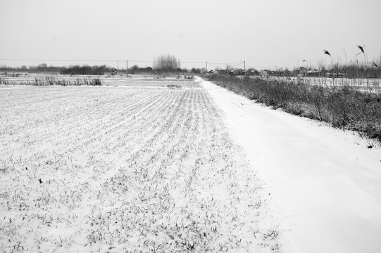 雪地