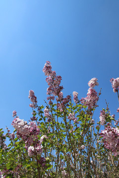 丁香花