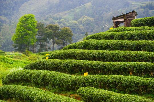 山区茶园