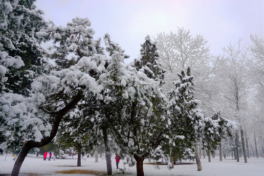 天坛雪景