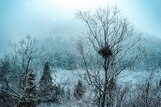 雪景