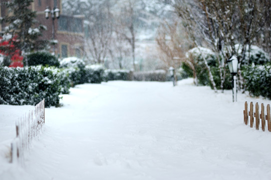 雪地