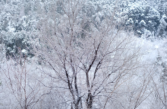 雪