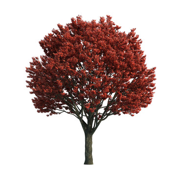 紅楓樹