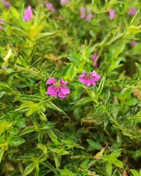 萼距花