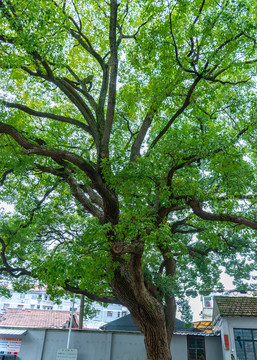 香樟树