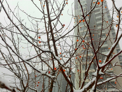 大雪树枝果实