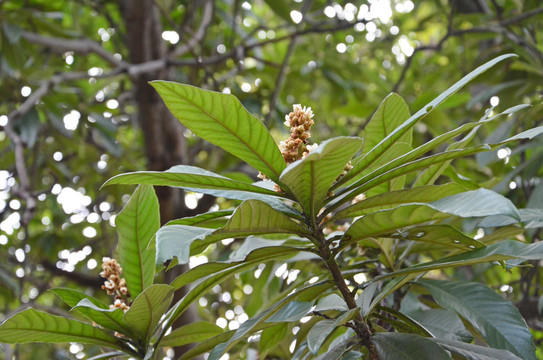 枇杷树开花