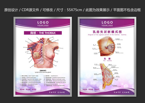乳腺解析圖