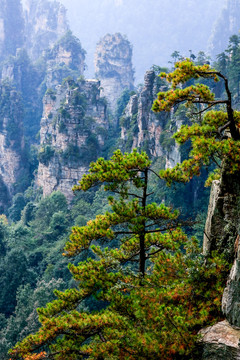 张家界森林公园天门山