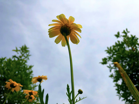 阳光下的花