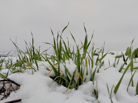 雪地麦苗