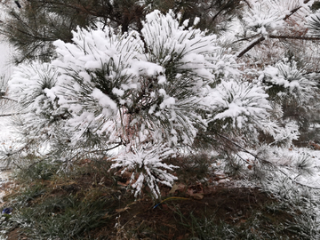 雪后