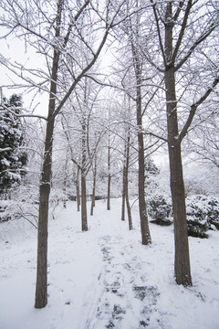 北京雪