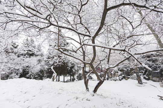 北京雪