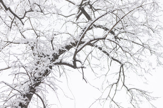 北京雪