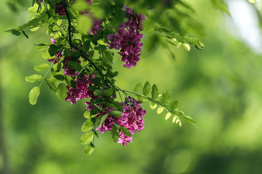 紫花槐树