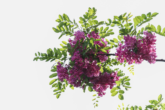 紫穗槐花