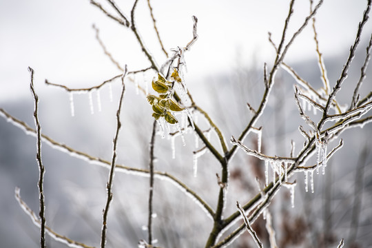 冰雪美图