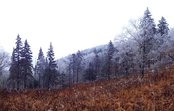 黑龙江凤凰山