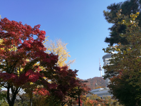 韩国首尔南山公园秋景