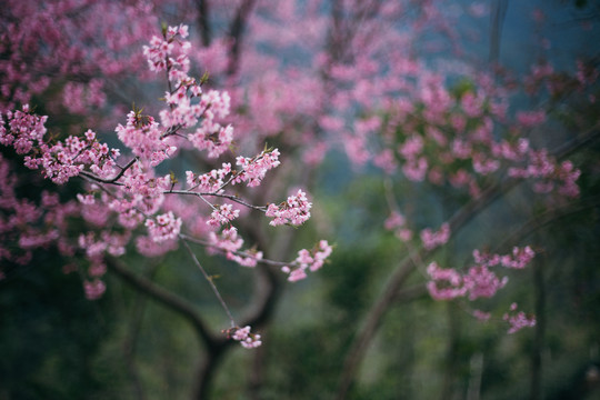 樱花