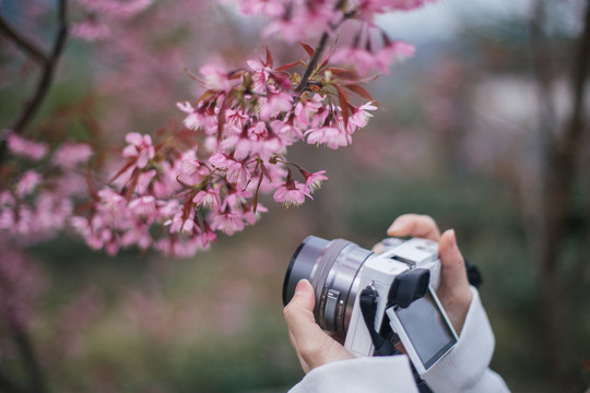 拍樱花