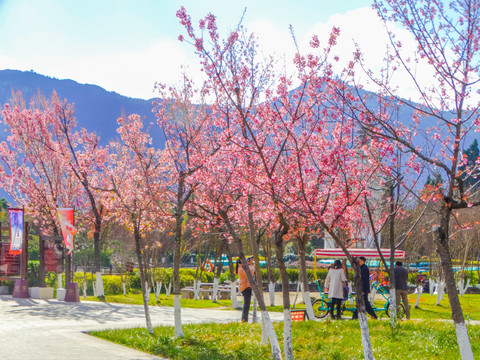 冬樱花树林