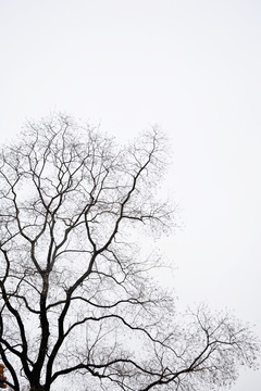 冬天树枝