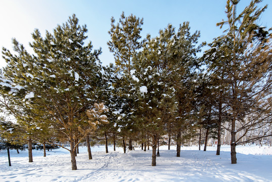 雪景松树林