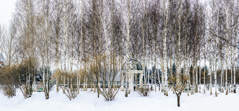 雪景树林