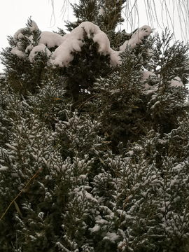 雪中