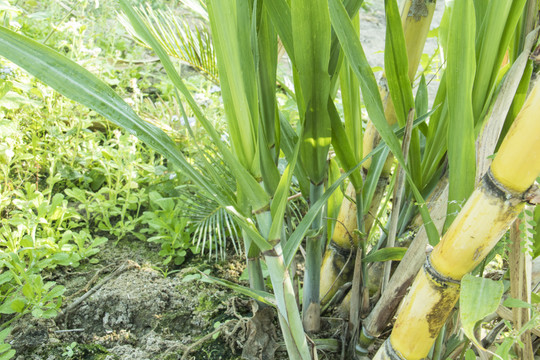 甘蔗种植