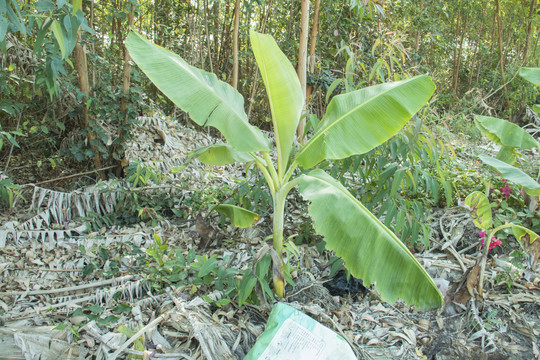 芭蕉树