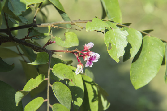 杨桃花