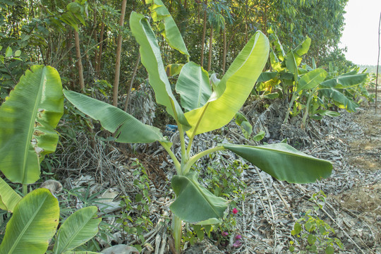 香蕉树