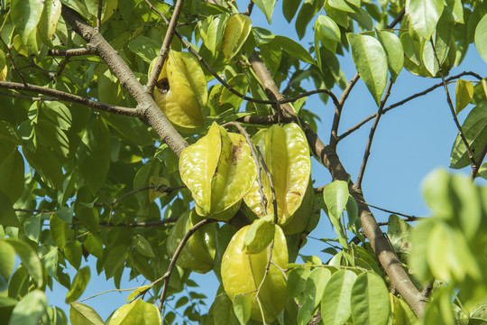 杨桃树