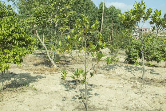 菠萝蜜树种植
