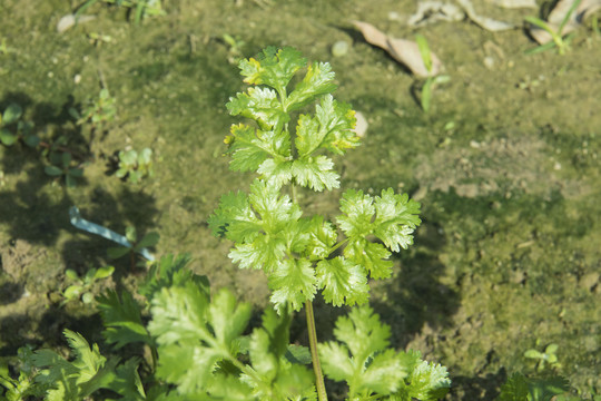 香菜种植