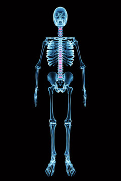 人体X光骨骼