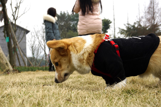 玩耍的小型宠物狗柯基犬