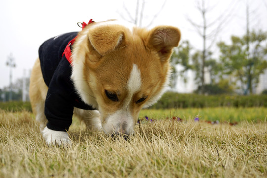 草地玩耍的小型宠物狗柯基犬