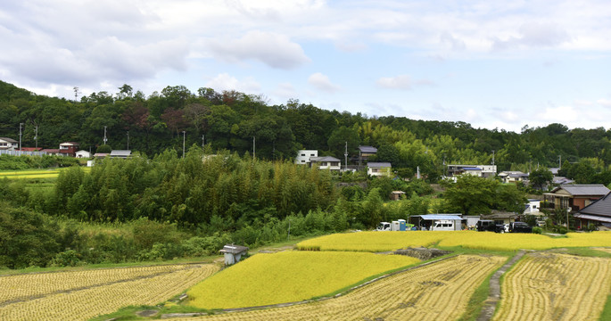 乡村风景