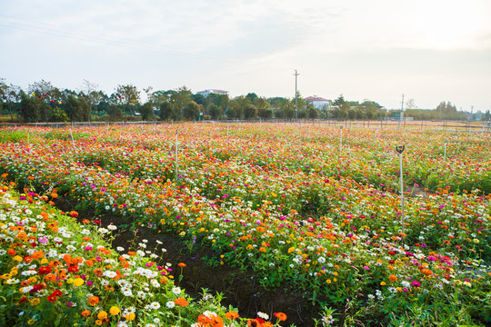 桑格花海